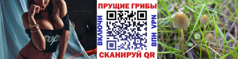 Галлюциногенные грибы прущие грибы  Калининград 